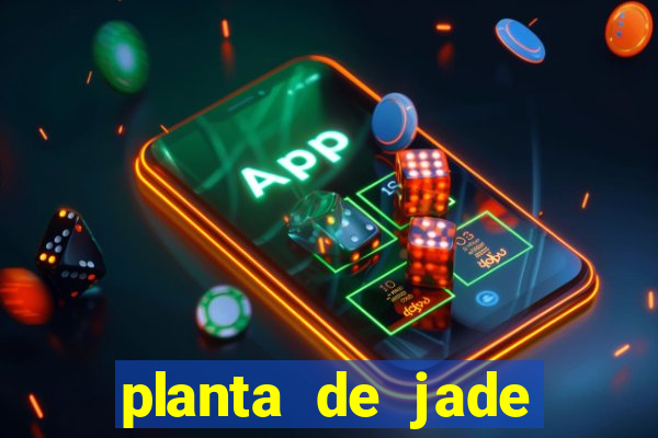 planta de jade significado espiritual